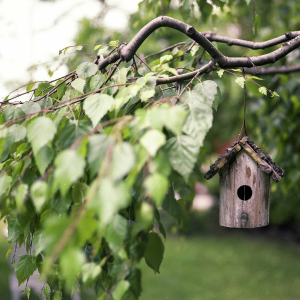 Photographie d'une branche d'arbre sur laquelle est suspendu une maison pour oiseaux en bois