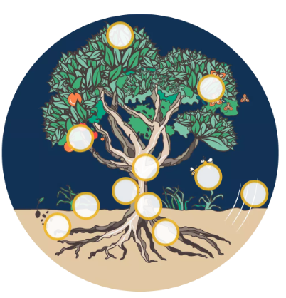 Illustration d'un arbre dont on voit les racines et la couronne. Sur chaque partie de la végétation il y a un cercle jaune